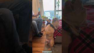 American Bully: Strong and Twice as Fun 😂 #shorts #americanbully #funny