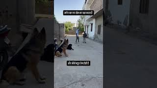 German Shepherd Rescues Kids from Kidnappers — Brave Dog Saves the Day! #germanshepherd #dog #gsd