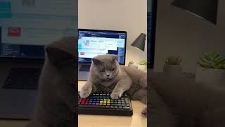 Cat: I'll program! Null Pointer warning