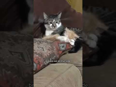 funny cat videos part 30!