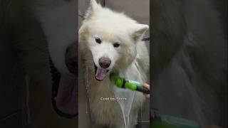 Grooming a disabled Alaskan Malamute ♥️