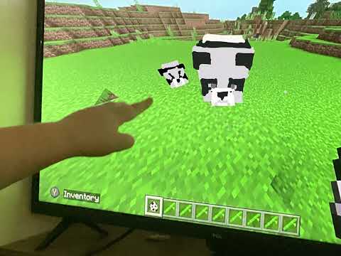 Baby panda