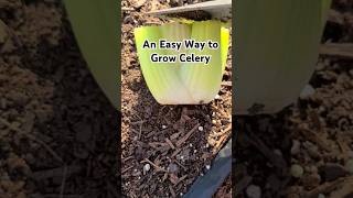 The easiest way to grow #celery!! #vegetablegrowing #vegetables   #gardening #gardeningtips