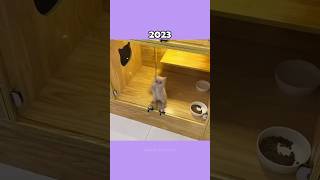 Where Are The Famous Cat Memes Now?💔🕊️ (ThenVsNow) #shorts