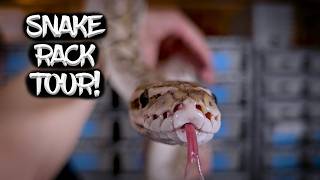 See My Entire Ball Python Collection!  Snake Rack Tour!