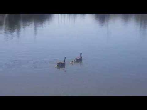 Shoreline Lake  Geese with chicks on the water
