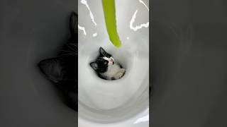 I saved a little kitten🚽💩🐈‍⬛