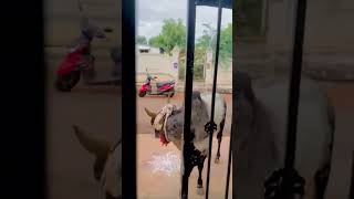 #shorts #king #bull #cow #cattle #animals #goat #love #shortvideo