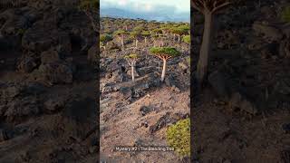 Nature Mysteries #1 – Emerald Lake & Bleeding Tree