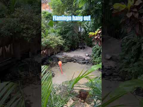 Hanging with some Flamingo #keywest #floridarealestate #relocatetoflorida #floridaliving #flamingo