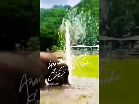 Elephant what's app status#srkeditz #elephant #love #mass #raja #follow #edit