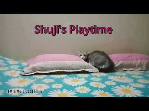 Shuji's happy playtime 😍😍😍