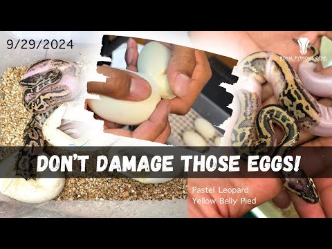 Delicate Separation of Eggs Stuck Together After Laying