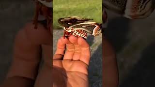 Gorgious Butterfly(#thecontent)#shorts