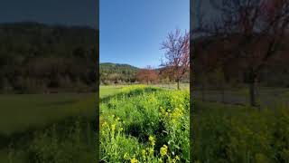 Shabop Shalom with bees #bees #Shorts #vanlife