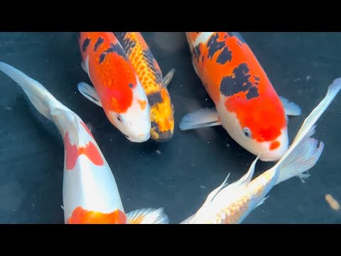🐟 Watch this backyard koi pond build from start to finish! From digging to adding koi,