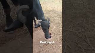 💦 desi jugad #shorts #desijugad #buffalo
