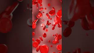 What's Really in Your Blood? Uncover the Red Mystery! #BodyScience #BloodFacts