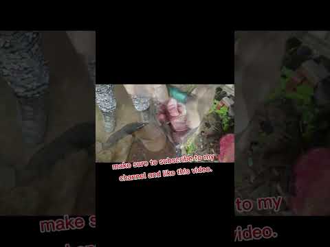 Big#circular #blade#saw#shortvideo #inovative #shorps #domestic