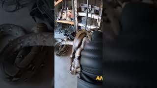 🐍🔥 Giant Python Bites My Hand! #Snake #Python #AnimalRescue