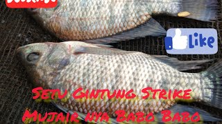 SERU❗MANCING JARING PANEN NILA BABON "SETU GINTUNG" #mancingmania #mantap