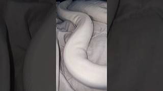 🤍🐍#snake #viralvideo #foryou #reptiles #animals #fypシ#piedballpython