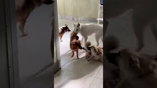 NOVA - Hanging out with doggos