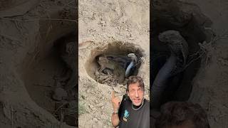 Mongoose Vs. Cobra