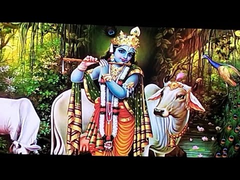 ગાય કોને કહેવાય# what is it cow #cow #animals #jarshi gay # gay # gay mata #गाय #jersey cow #vlog #2