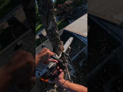 Let her peel! Stihl 193 peeling in Elm branches over house #stihl #treework #climbing #arborist