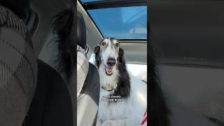 driving miss abby #borzoi #errands #shopping #therapy #twilight