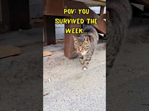 POV: When Saturday finally hits 🐱 But You're Still In Friday Mood ✔️ #relatable #weekendmood