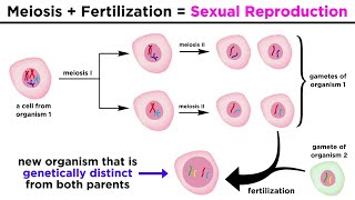 Meiosis, Gametes, and the Human Life Cycle