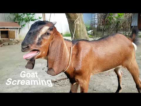 Goat Screaming Loudly | My Red Goat Baa Baa Sound at Home