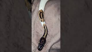 🐍🤍#snake #viralvideo #foryou #reptiles #animals #fypシ#piedballpython