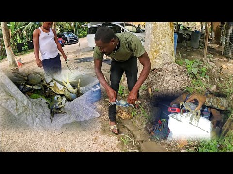 Agile Hunt Through the Dark In Persuit of the Giant Land Crabs