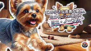 ヨークシャーテリアの飼育方法とは？ ｜動物ドキュメンタリー