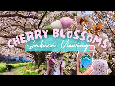 LIVING IN JAPAN 028 | Japan Cherry Blossoms | Sakura Viewing | Hanami | Spring in Japan | Relaxing