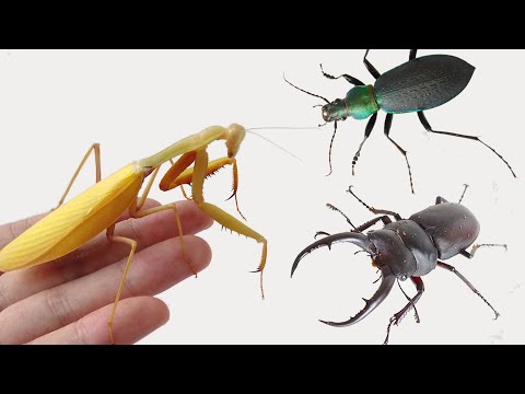 Praying Mantis VS Beetle | Insect fight
