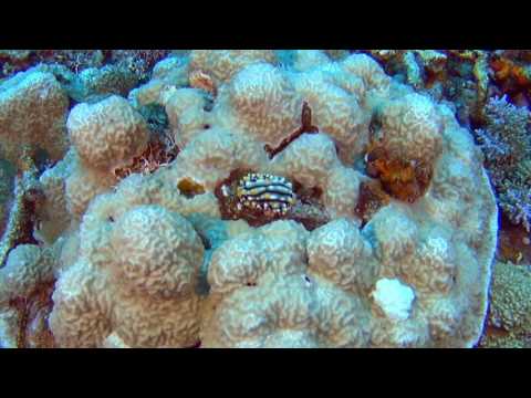 Diving Vanuatu October 2016