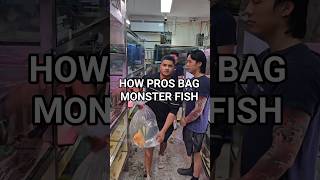 Monster Fish Bagging at the aquarium #fishkeeping #aquariumhobby #behindthescene