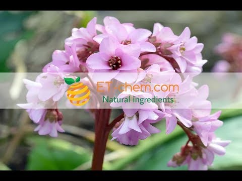 Bergenin,Pure Purple natural bergenia extracts, purpurascens,benefits, production 2018 Organic