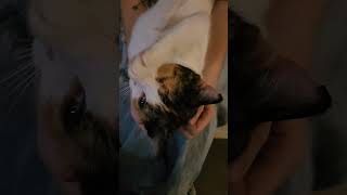 A cat shaped nuisance #catproblems #catlover #kitten