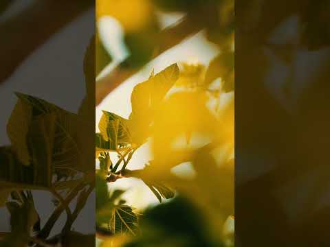 #ambientmusic #christianinstrumental #christianity #naturemusic