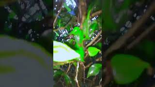 Village Tea Video #edit #vairal #vairal #trending #trending #new #vnmobileediting #vnvideoeditor