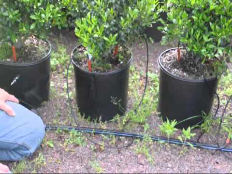 Shamrock Holly Grower in Pa