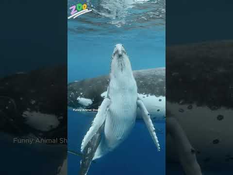 Before & After Animals Growing Up. Amazing Animal Transformation ✅ #short #shortsfeed  #funny #viral