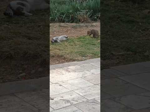 Shoelaces and cats ۱