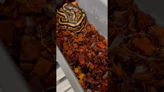 Ball Python Hatchling ❤️ #animals #ballpython #reptiles #royalpythons #snake