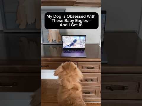 My dog is obsessed with the bald eagle cam #goldenretriever #dogshorts